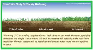 Daily versus Weekly Watering Avoid Over-Watering Your Lawn