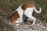 digging a well