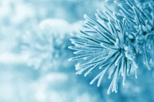 Cold Winter