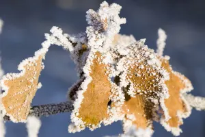 Leaves