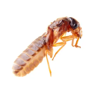 shutterstock_91479689