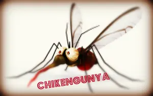 chikungunya