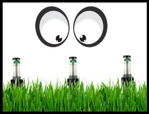 grass