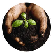soil_in_hands