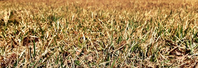 burn-grass