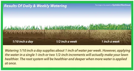 Daily versus weekly watering chart